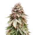thumb of Nova OG plante