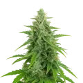 thumb of Plante de OG Kush Auto