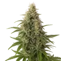 thumb of Plante de Peanut Butter Breath Auto