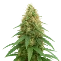 thumb of Plante de Pineapple Express Auto