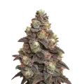 thumb of Plante de Pink Rozay Auto