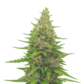 thumb of Plante de Pink Runtz Auto