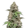 thumb of Plushberry Autoflower Plant