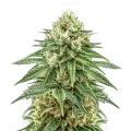 thumb of Plante de cannabis Puff Pastry