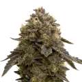 thumb of Plante de Purple Gelato Auto