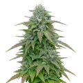 thumb of Plante de Purple Haze Auto