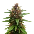thumb of Plante de Purple Kush Auto