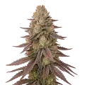 thumb of Plante de Red Devil Auto