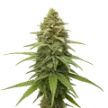 thumb of Plante de cannabis Skunk #1