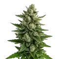 thumb of Plante de Skywalker OG Auto