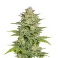 thumb of Plante de Sleepy Joe OG Auto