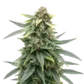thumb of Plante de cannabis Slurricane