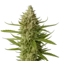 thumb of Snoop Dogg OG Plante