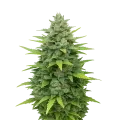 thumb of Plante de Sour Diesel Auto