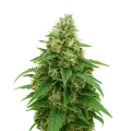 thumb of Plante de Stardawg Auto