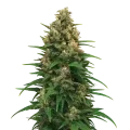 thumb of Plante de Strawberry Cough Auto