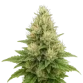 thumb of Super Boof plante autofleurissante