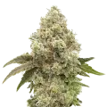 thumb of Super Boof Plante