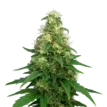 thumb of Plante de Super Silver Haze Auto