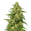 thumb of Plante de Sweet Tooth Auto