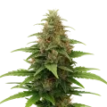 thumb of Plante de Tangerine Dream Auto