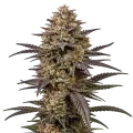 thumb of The Toad Cannabis plante