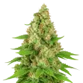 thumb of Plante de Triangle Kush Auto