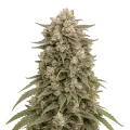 thumb of Plante de cannabis Tropicanna Cherry Cannabis