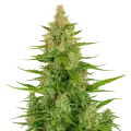 thumb of Plante de Wedding Cake Auto