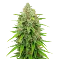 thumb of Plante de White Rhino Auto