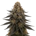 thumb of Plante de cannabis White Runtz