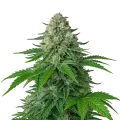 thumb of Plante de White Widow Auto