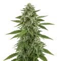 thumb of Plante de White Widow x Northern Lights Auto