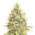thumb of Yumboldt Banana Plante
