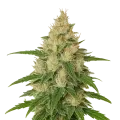 thumb of Plante de Zkittlez Auto