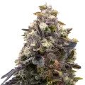 thumb of Plante de Zoap