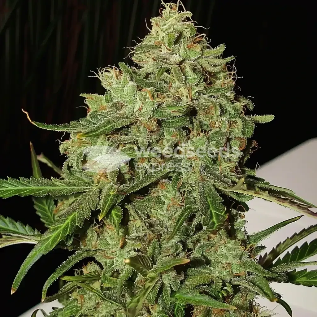 Plante de cannabis AK-47