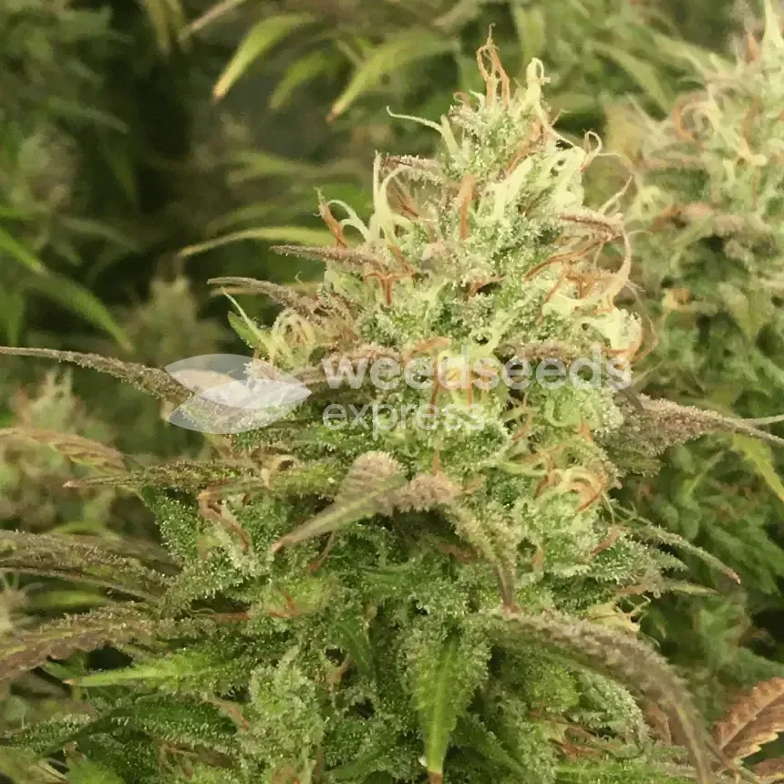 Plante de cannabis Gorilla Glue #4