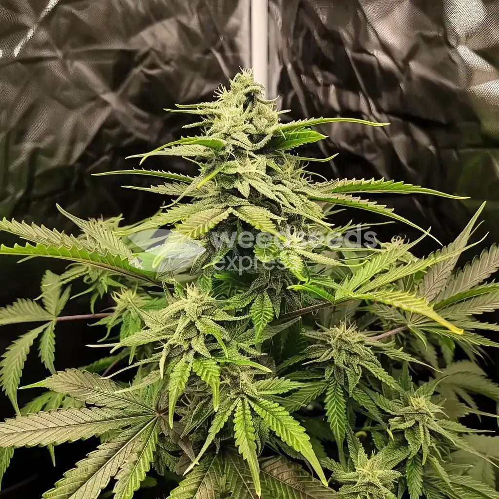 Northern Lights cultivée par un client