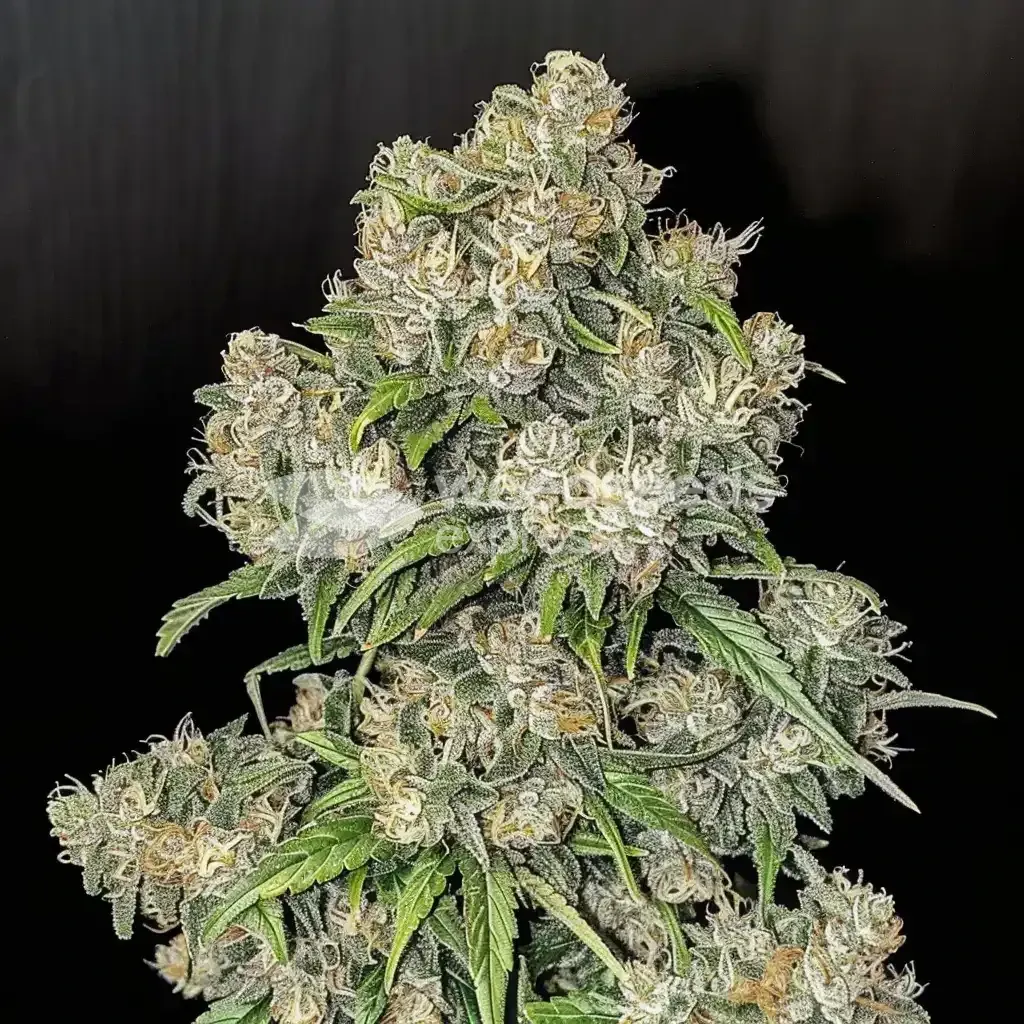 Plante de cannabis White Widow