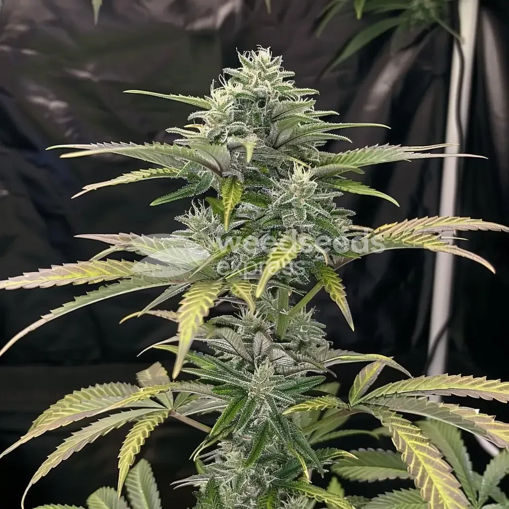 White Widow cultivée par un client