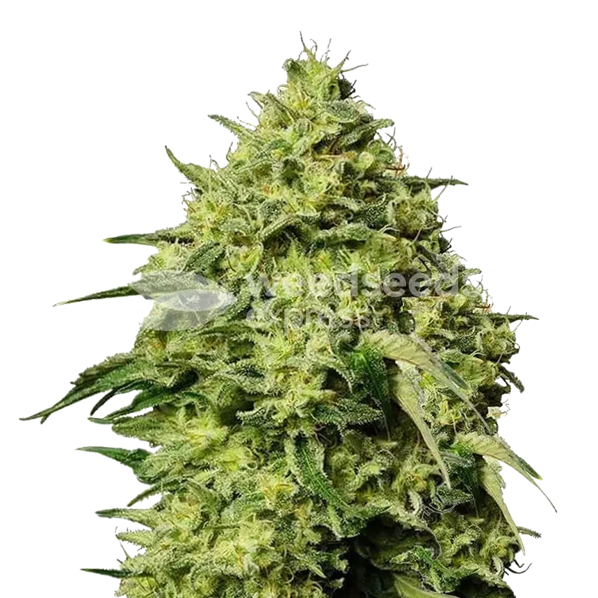 Plante de cannabis Amnesia Haze