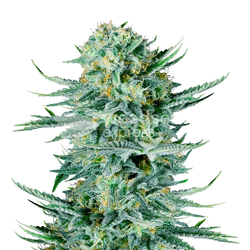 Plante de cannabis Blue Dream