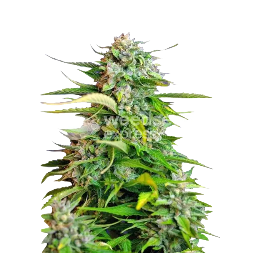 Plante de cannabis Critical