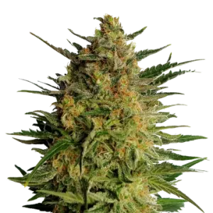 AK-47
