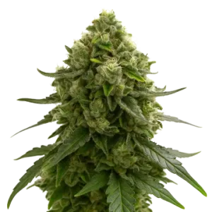Amnesia Kush Auto