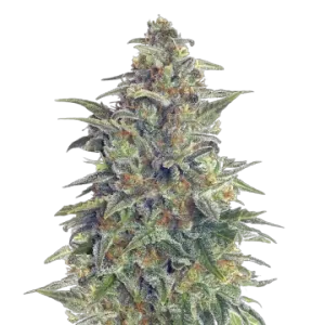 Animal Cookies