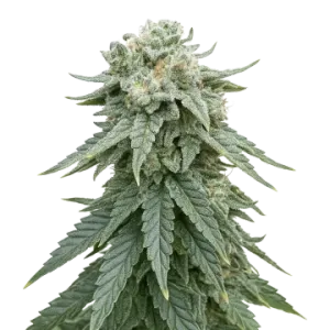 Animal Face Auto