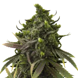 Black Jack