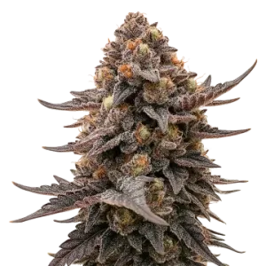 Blackberry Moonrocks Auto